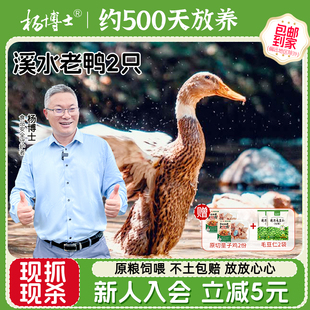 杨博士皖南散养溪水老鸭整只生鲜鸭子炖汤正宗农家河鸭新鲜现杀