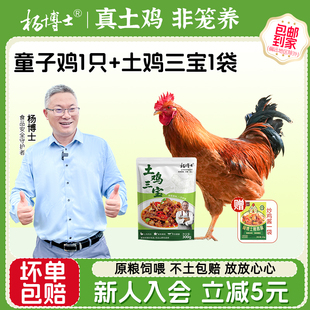 杨博士散养童子鸡整只鸡生鲜鸡杂组合土鸡三宝新鲜红烧炒鸡食材