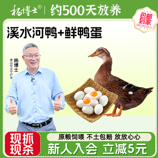 【两只老鸭+鸭蛋】杨博士溪水河鸭皖南散养老鸭子真土鸭