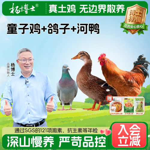 【山鲜三宝】杨博士童子鸡河鸭土鸽组合皖南深山散养土鸡走地鸡