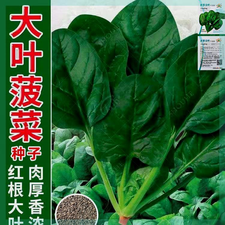 耐热大叶菠菜种子高产夏季四季菠菜秋季籽种农家青菜种子蔬菜种孑 户外/登山/野营/旅行用品 活饵/谷麦饵等饵料 原图主图