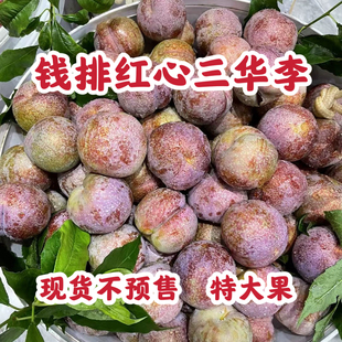新鲜3斤钱排三华李子当季红心酸甜水果整箱三月应季大果孕妇时令