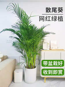 客厅落地式绿植室内大盆栽真花散尾葵室内植物盆栽客厅大型绿植凤