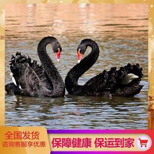 黑天鹅活苗一对成年动物活物幼崽活的黑天鹅观赏鹅种蛋景区用养殖
