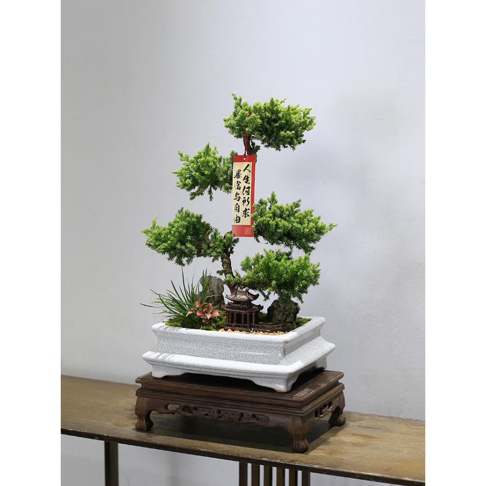 五层塔松盆栽造型盆景植物室内茶室办公室桌面绿植乔迁新居送礼物