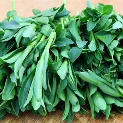 新鲜野菜高钙养心菜费菜救心菜食用野菜现摘现发青菜叶菜类