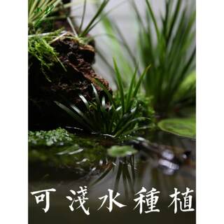 水上水草挺水植物溪流沼泽水生水菖蒲火山石定植龟缸雨林浅水造景