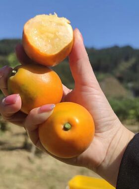 正宗第三代金桔广西融安脆蜜金柑纯甜鲜果水果无籽包装整箱礼盒