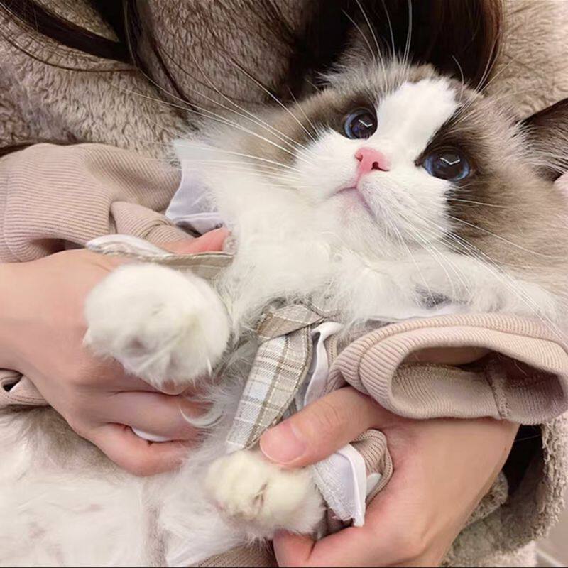 纯种布偶猫赛级活体波斯系蓝眼睛活物海双宠物猫咪幼崽布偶猫幼猫