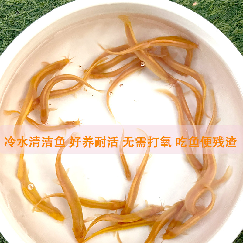 黄金泥鳅冷水清道夫鱼缸除藻清洁工具鱼新练手活鱼观赏鱼小金鱼苗