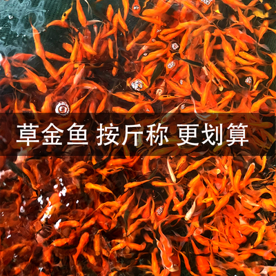 草金冷水鱼观赏鱼活体鱼苗