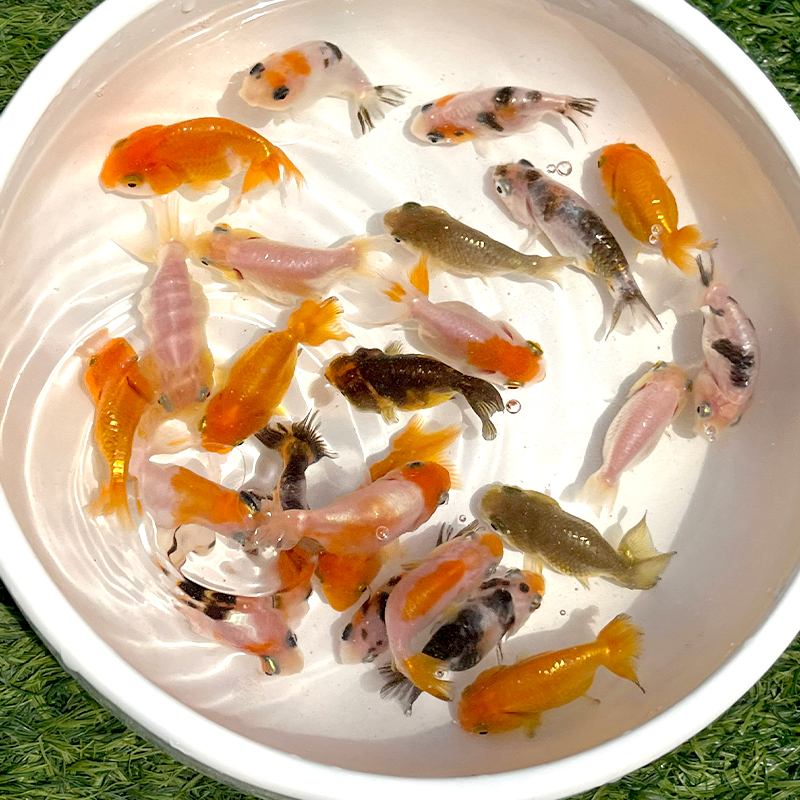 兰寿金鱼淡水锦鲤观赏鱼