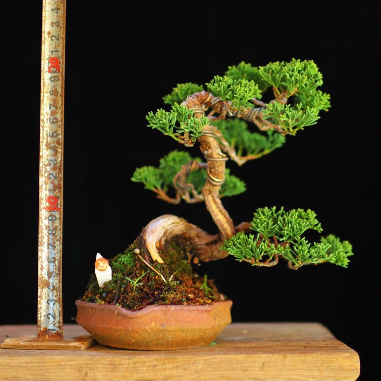 济州真柏微型小品盆栽松柏基地出品绿植摆件物一造型盆景盆景1/53