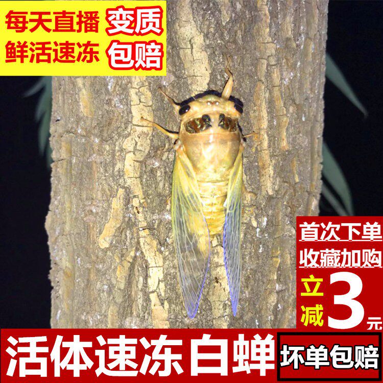 知了猴子知了侯候旗舰店生鲜白蝉新鲜现抓直播脱壳蝉蛹知了猴银蝉