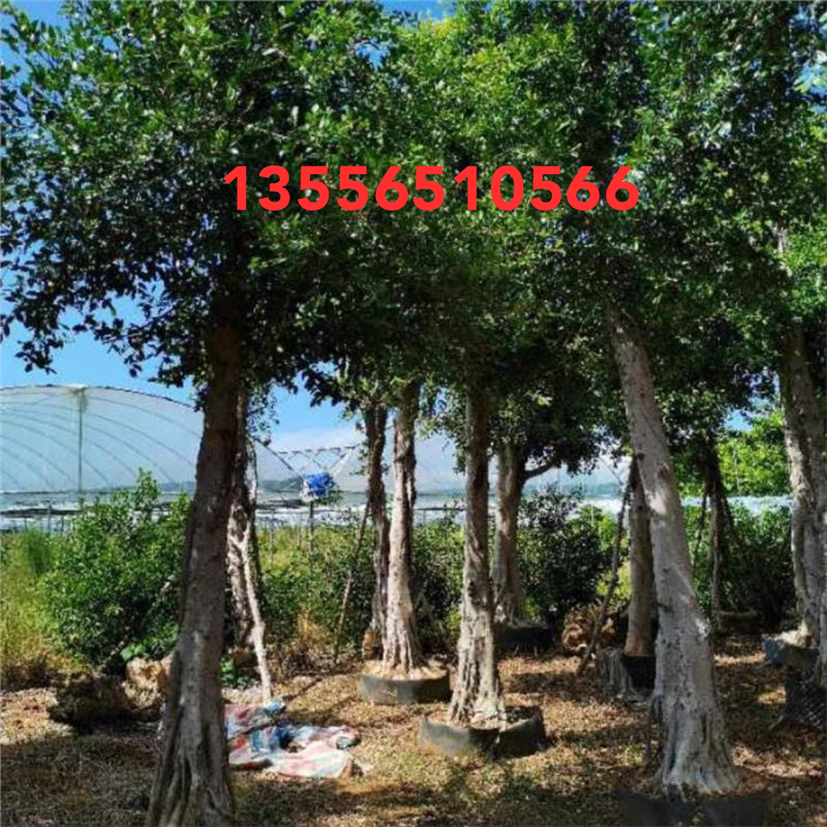 榕树小叶榕榕树苗四季常青