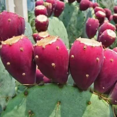 海南仙人掌果5斤新鲜当季时水果孕妇花泡水补青素仙桃仙人果青皮