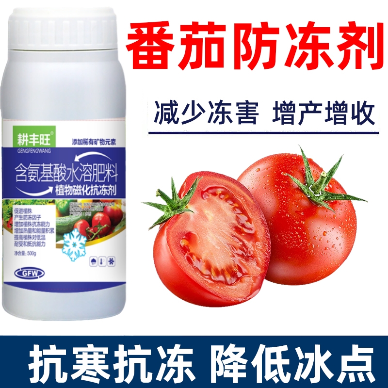 番茄防冻剂番茄防寒抗冻剂番茄专用叶面肥解冻害抗低温番茄防冻液