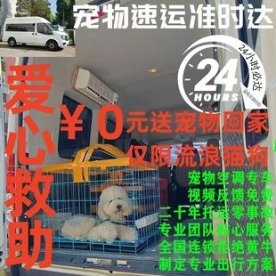 宠物托运服务全国猫咪狗狗空运专车北京上海广州香港国际快递邮寄