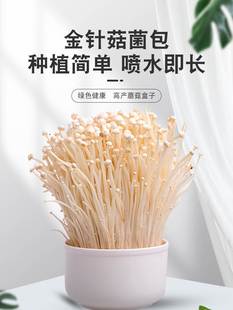 家庭金针菇种植菌包室内阳台种植金针菇蘑菇菌包懒人金针菇种植包