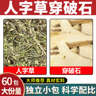 人字草穿破石正品中药材官方旗舰店去石泡水喝的功效与作用独立装