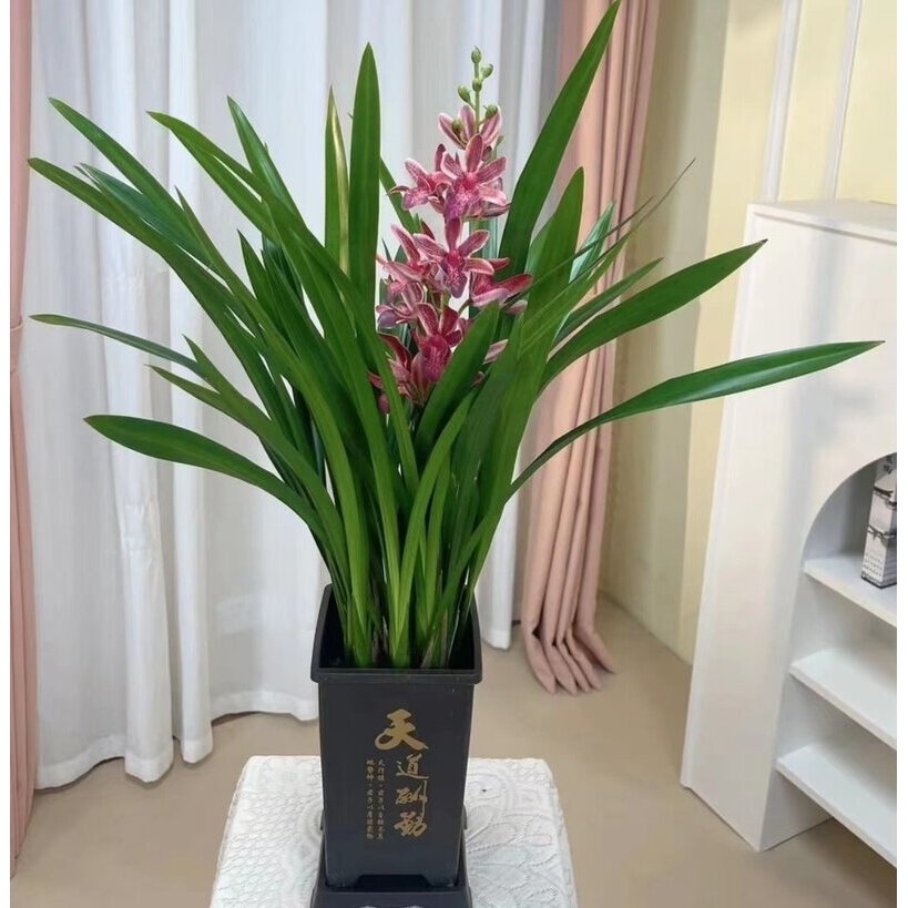 浓香兰花盆栽墨兰企黑兰宽叶兰花苗素心白墨客厅阳台绿植花卉开花