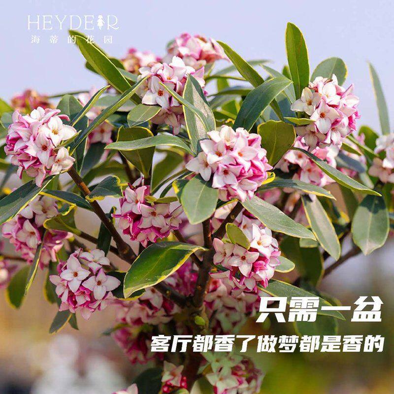 海蒂的花园瑞香花香味浓郁室内常绿叶灌木阳台观赏花卉植物盆栽苗
