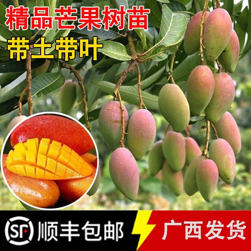 新品种四季芒果苗带土带叶嫁接金煌贵妃台农盆栽地栽庭院南方种植