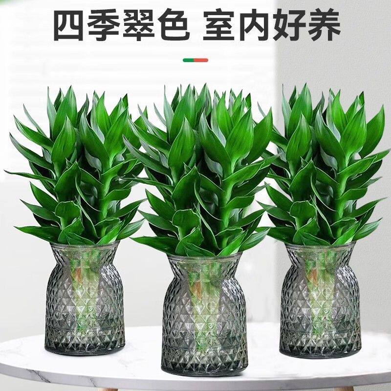 【粉丝】富贵竹观音竹水培植物好养室内净化空气家居绿色植物