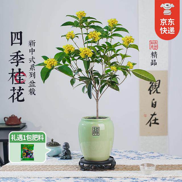 【创享绿洲】四季桂花清香宜人观花绿植花卉办公室内老桩盆景盆栽