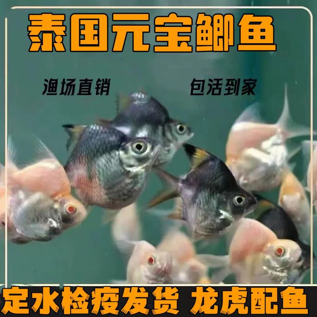 泰国进口元宝鲫零号短身柠檬鲫活体双线侧鱼金凤银凤龙鱼虎鱼配鱼
