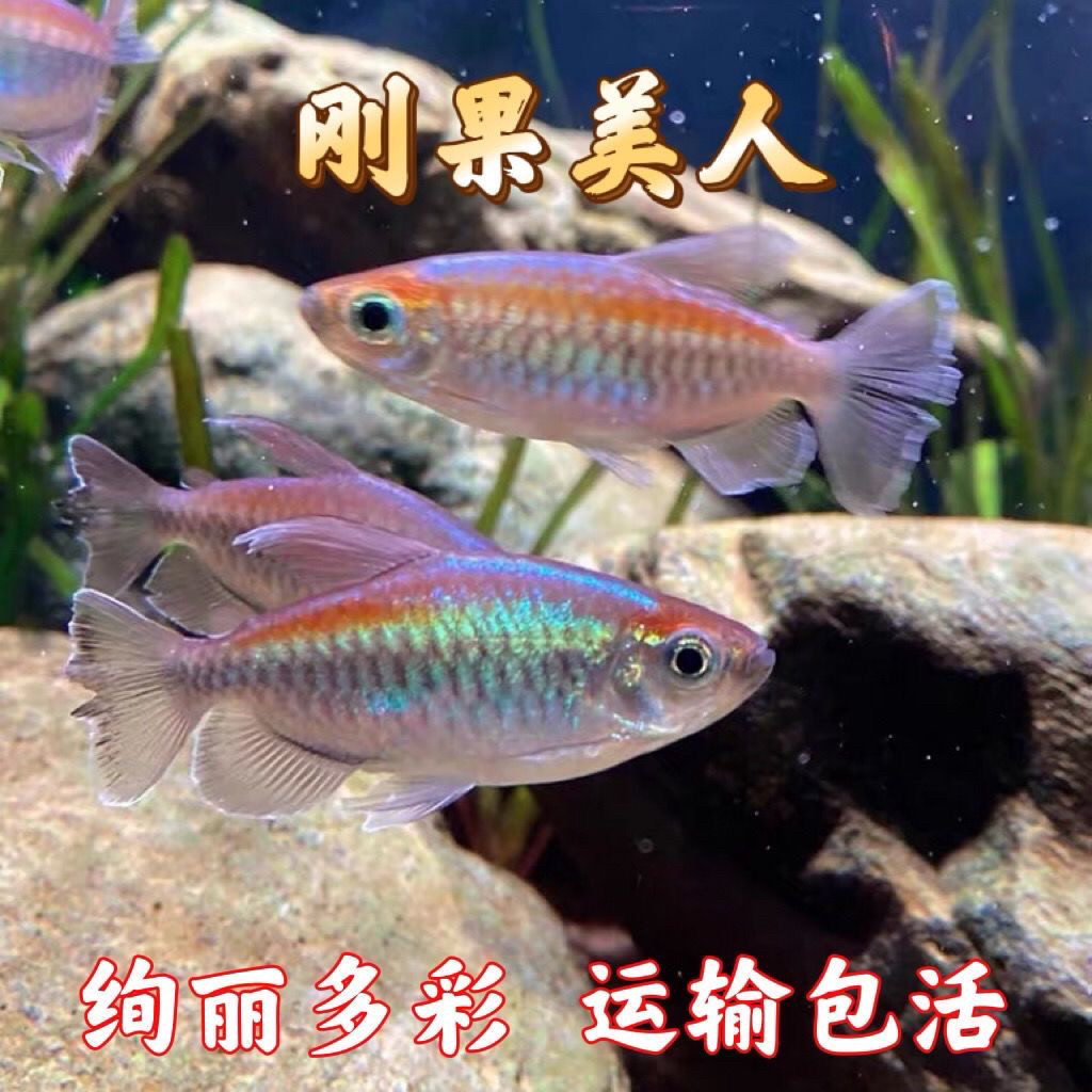 刚果美人鱼活体草缸可混养热带观赏鱼灯科鱼红眉道人鱼石美人鱼