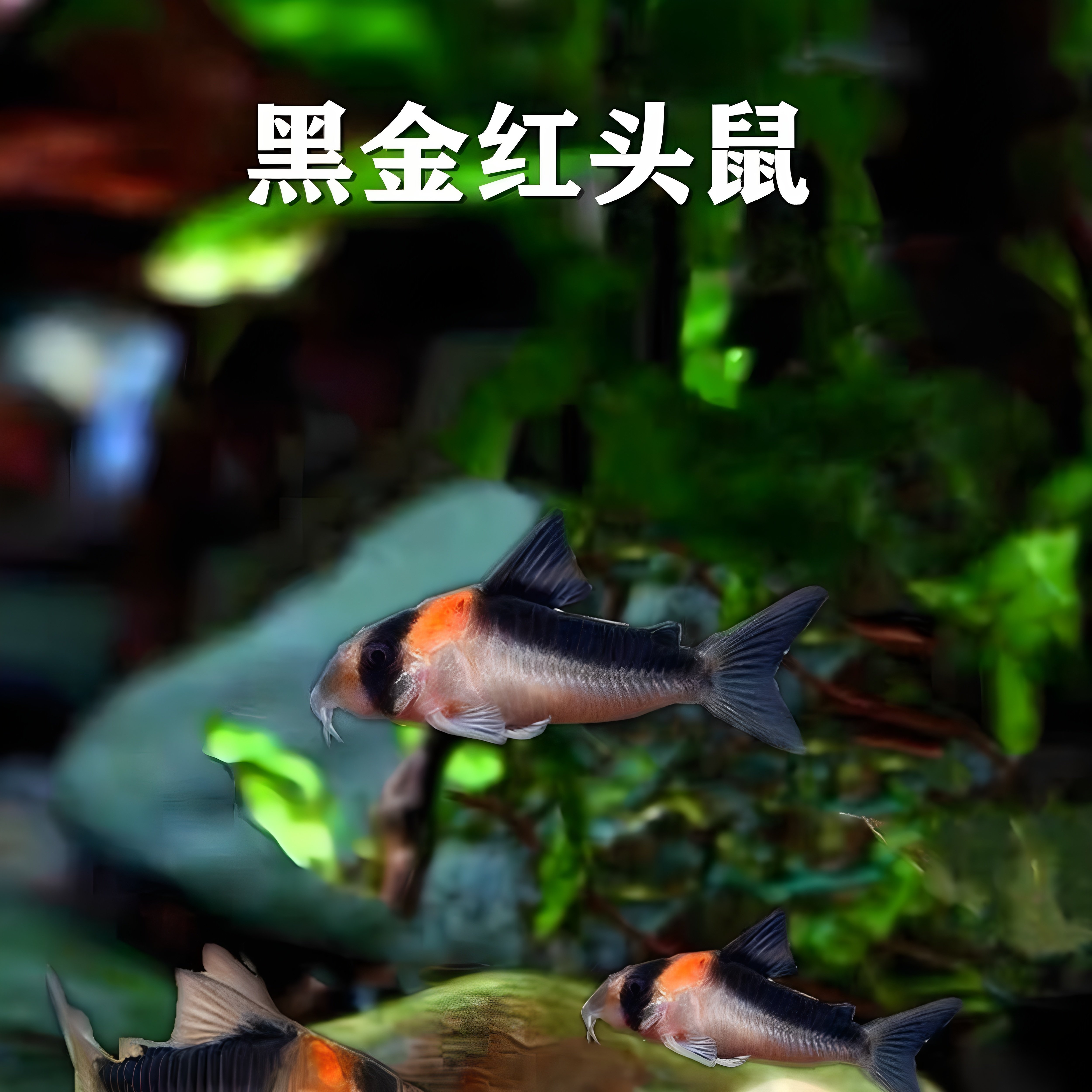 黑金红头鼠鱼异形清洁鱼热带观赏鱼低层清洁老鼠鱼清洁工观赏小鱼
