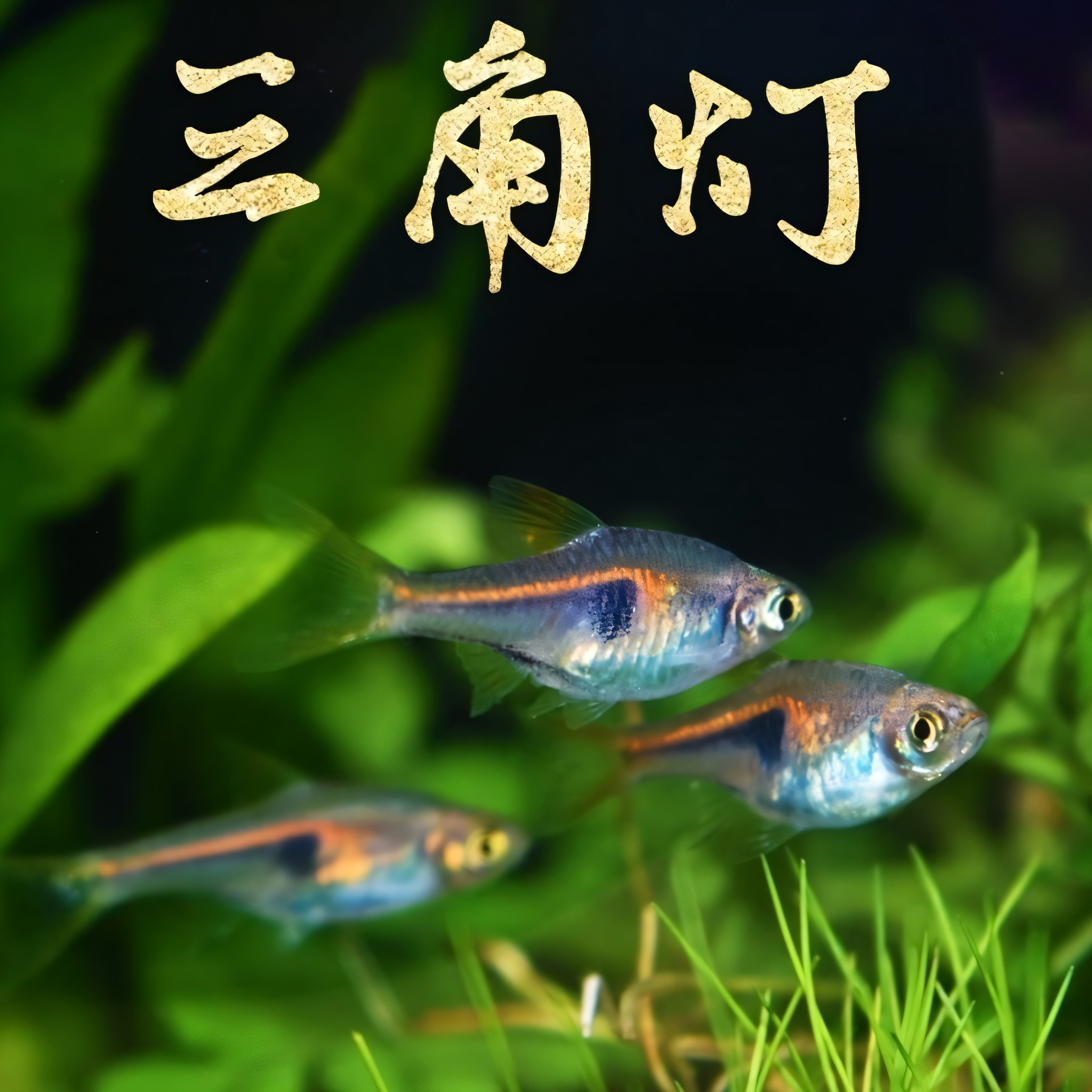 三角灯科鱼活体红绿灯群游三角灯鱼淡水鱼小型热带观赏鱼好养耐活