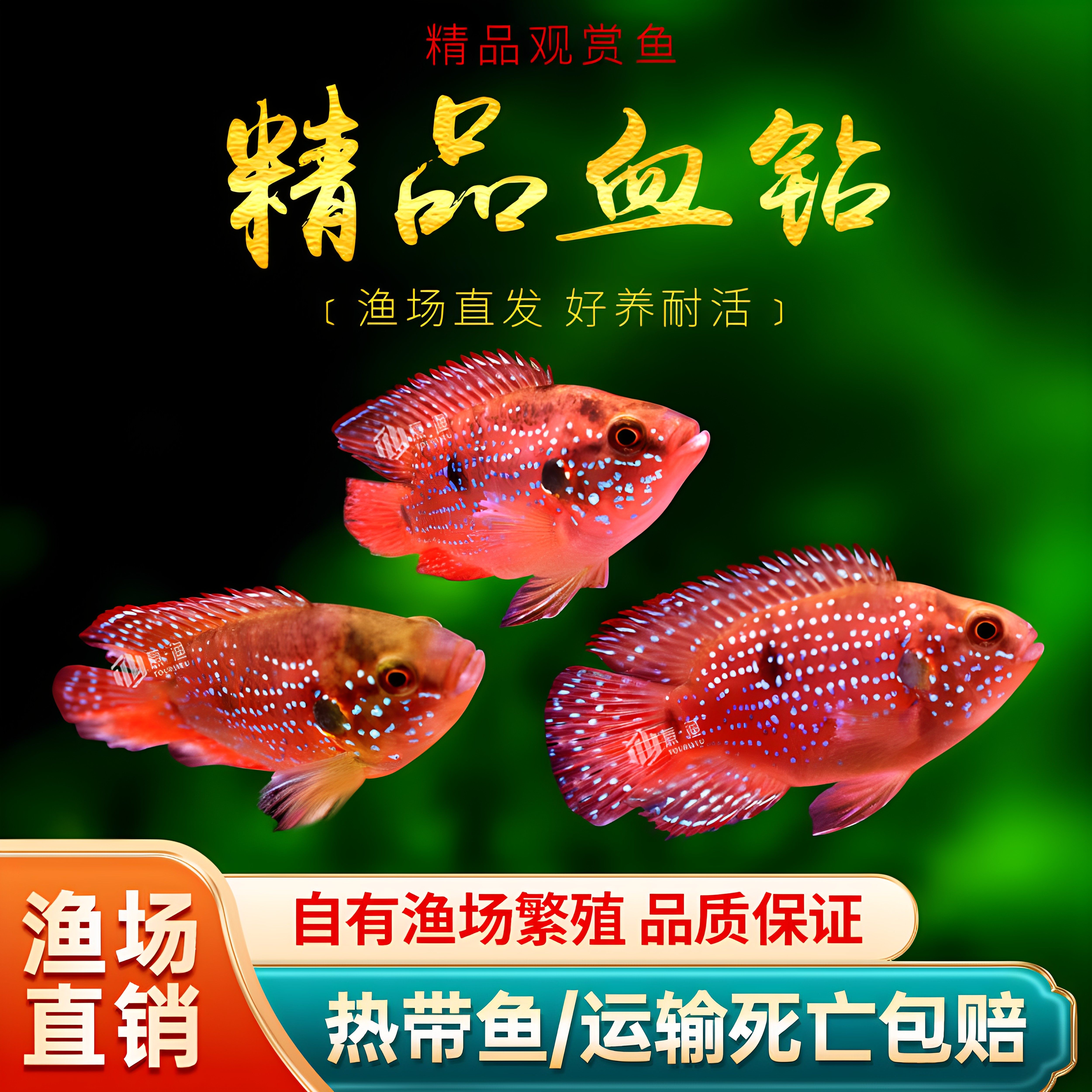 三湖红宝石鱼血钻鱼慈鲷鱼热带鱼淡水鱼观赏鱼水族宠物活体鱼