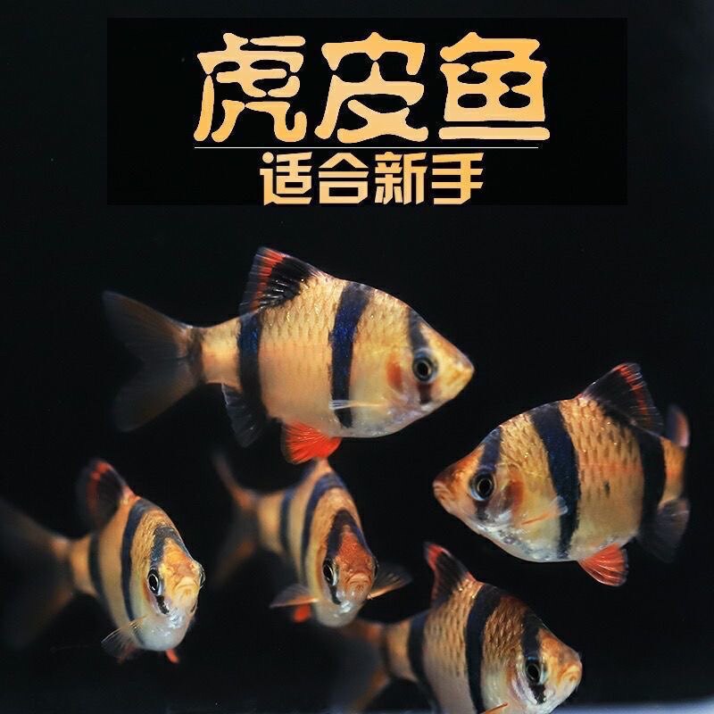 虎皮鱼热带鱼金虎皮绿虎皮观赏鱼宠物鱼新手鱼群游鱼好养易活体鱼