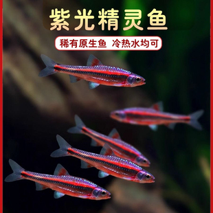 紫光精灵鱼幻彩霓虹多彩灯鱼原生冷水耐寒淡水北美小型活体观赏鱼