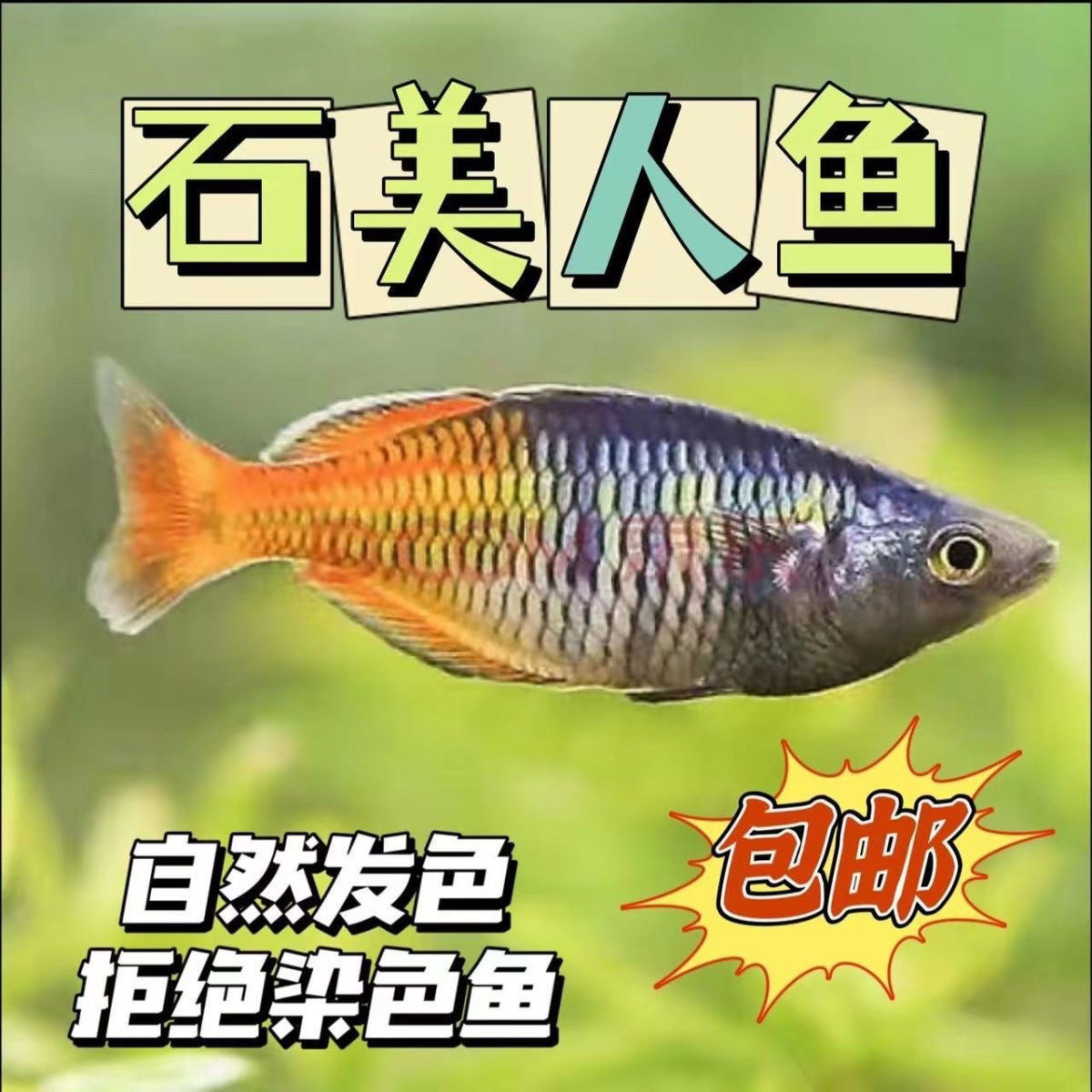 石美人鱼热带红苹果红尾鸽子美人蓝电光彩虹刚果美人鱼活体鱼美人
