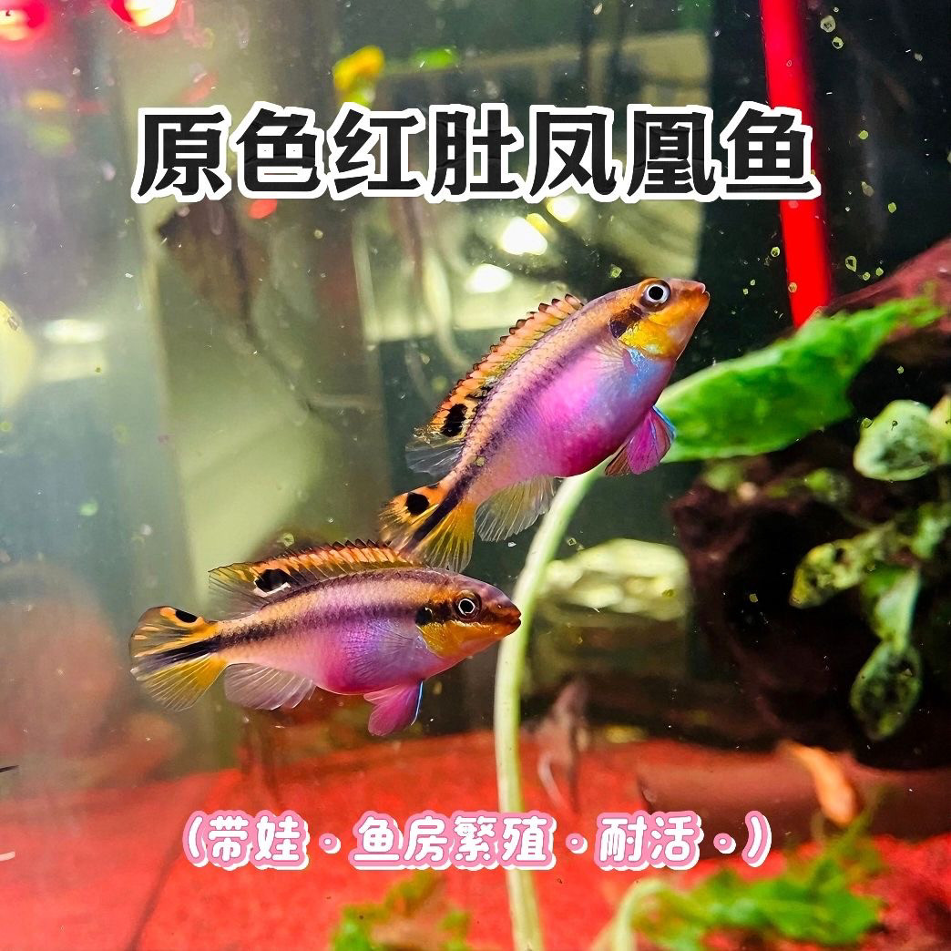 红肚凤凰鱼南美短鲷热带淡水观赏鱼,可以自己带娃体验繁殖乐趣