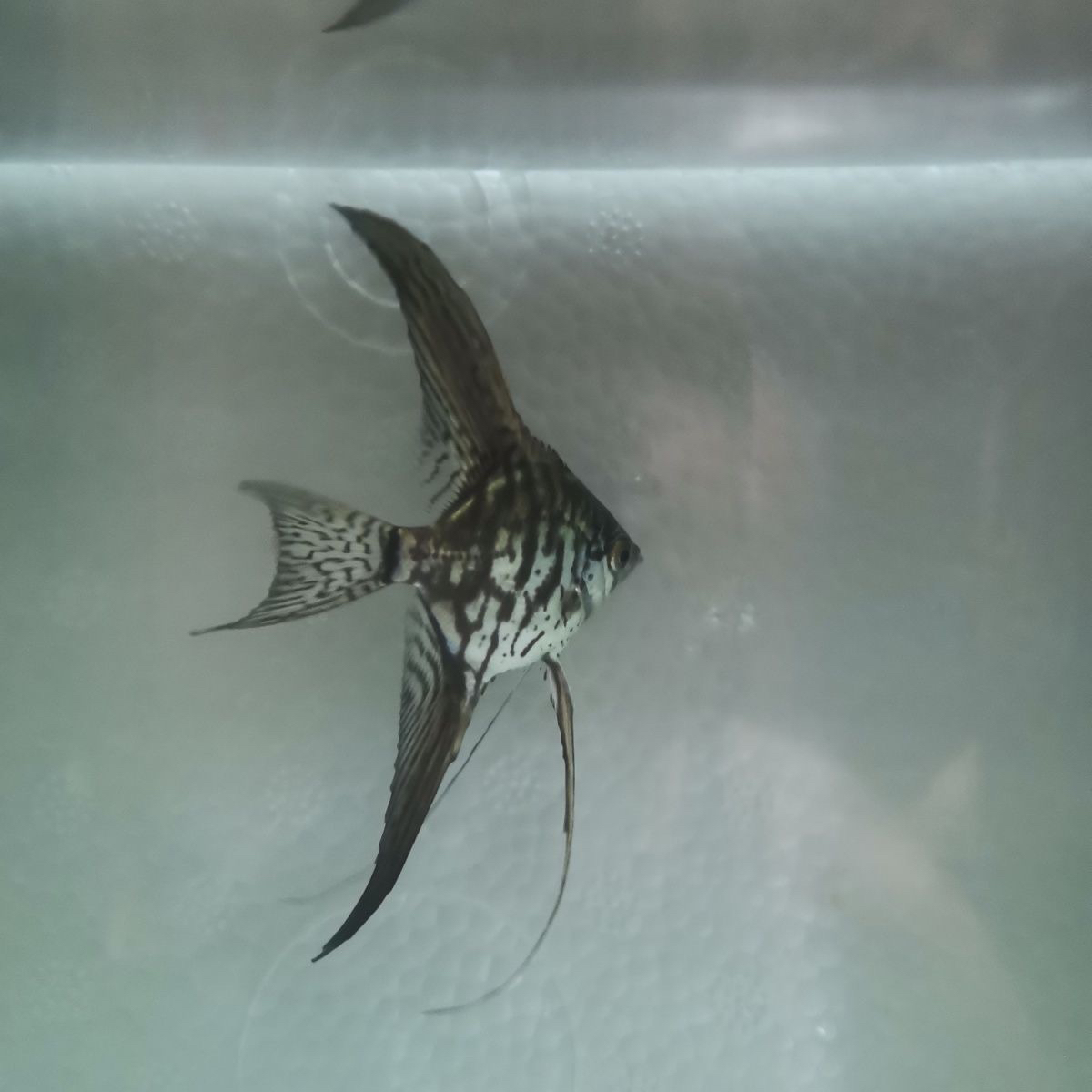 长翅绿豹纹神仙鱼大型燕子鱼群游鱼秘鲁神仙热带淡水鱼观赏鱼活体