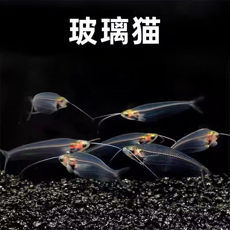 玻璃猫鱼热带淡水草缸观赏活体宠物蓝三线透明幽灵猫鱼群游小型鱼