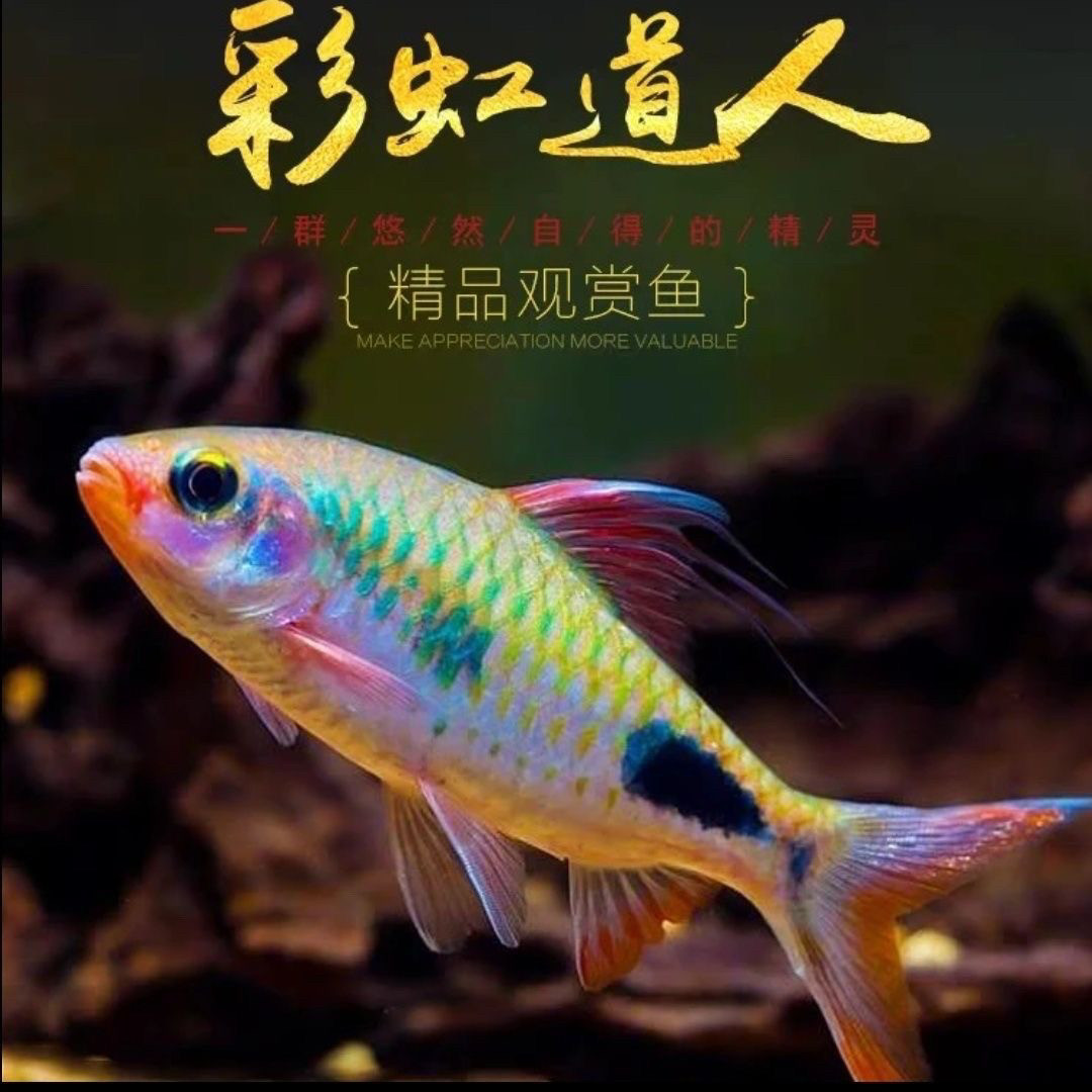 彩虹道人鱼彩虹人鱼活体鱼苗彩虹鱼热带鱼观赏鱼小型鱼群游鱼好养
