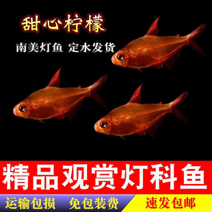 甜心柠檬超极红魔鬼小型热带观赏鱼高端群游鱼淡水草缸混养灯鱼
