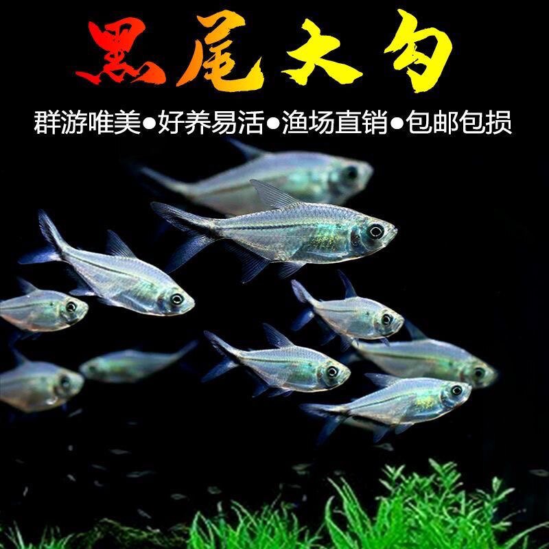 黑尾大勾鱼群游鱼扯旗鱼苗热带鱼观赏鱼灯科鱼草缸鱼小型鱼淡水鱼