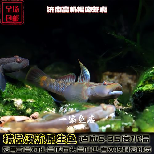 济南高帆褐吻虾虎鱼原生碟蓝红神农星条旗凶猛新红吻冷水观赏鱼苗