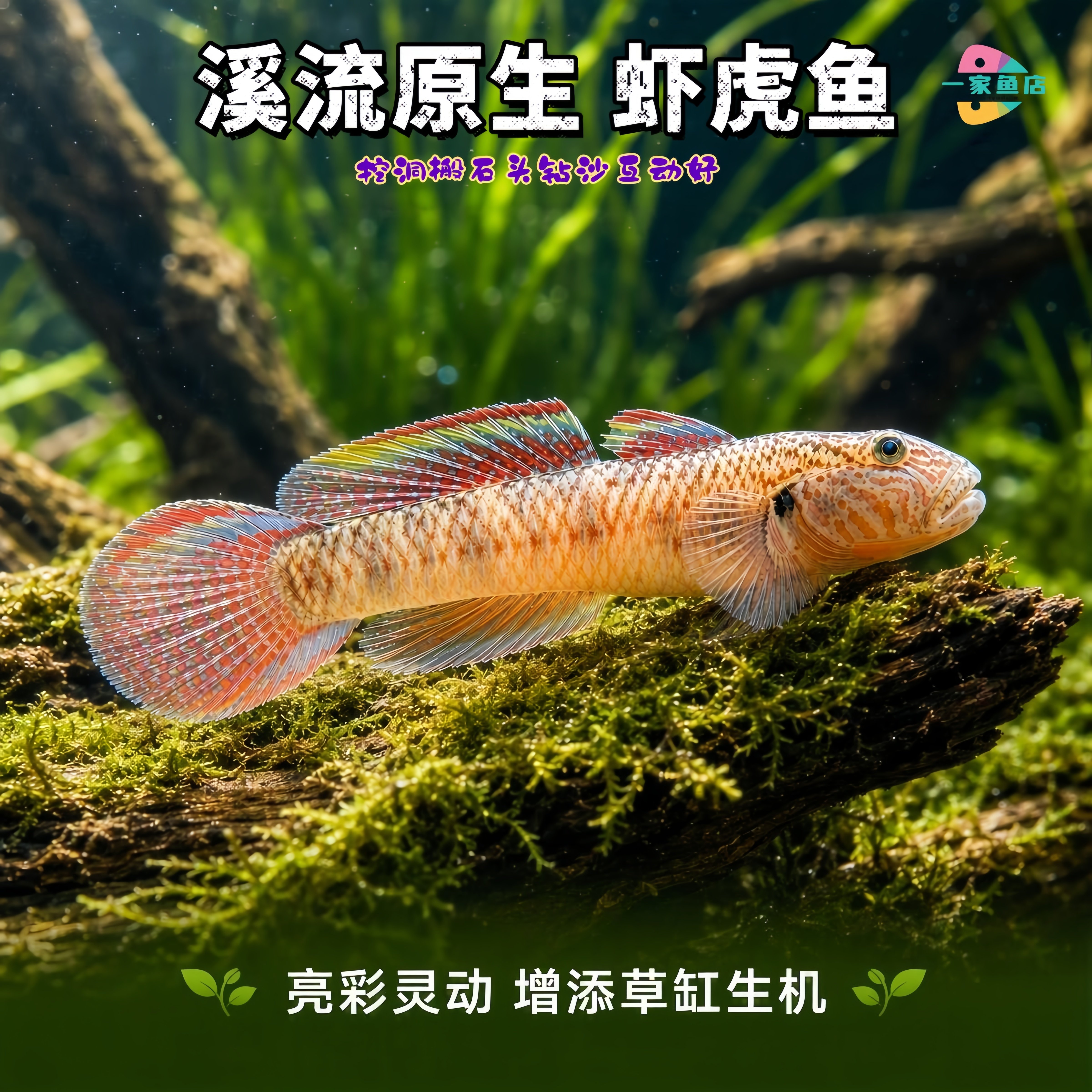 原生溪流好养耐活子陵虾虎鱼水底宠物观赏鱼底层小型冷水鱼淡水鱼