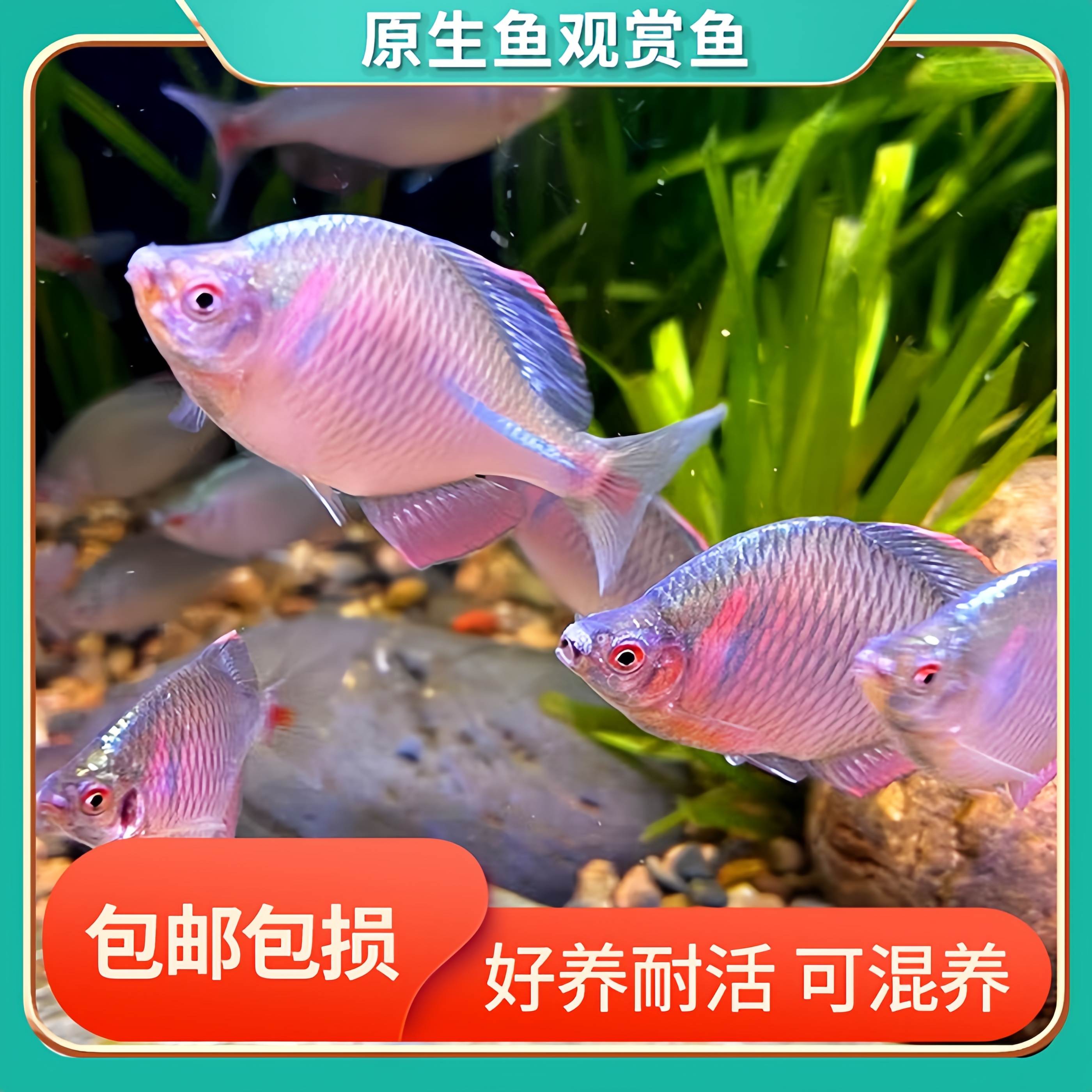原生好养七彩鳑鲏鱼淡水鱼除藻群游旁皮鱼冷水鱼活体小型观赏鱼苗