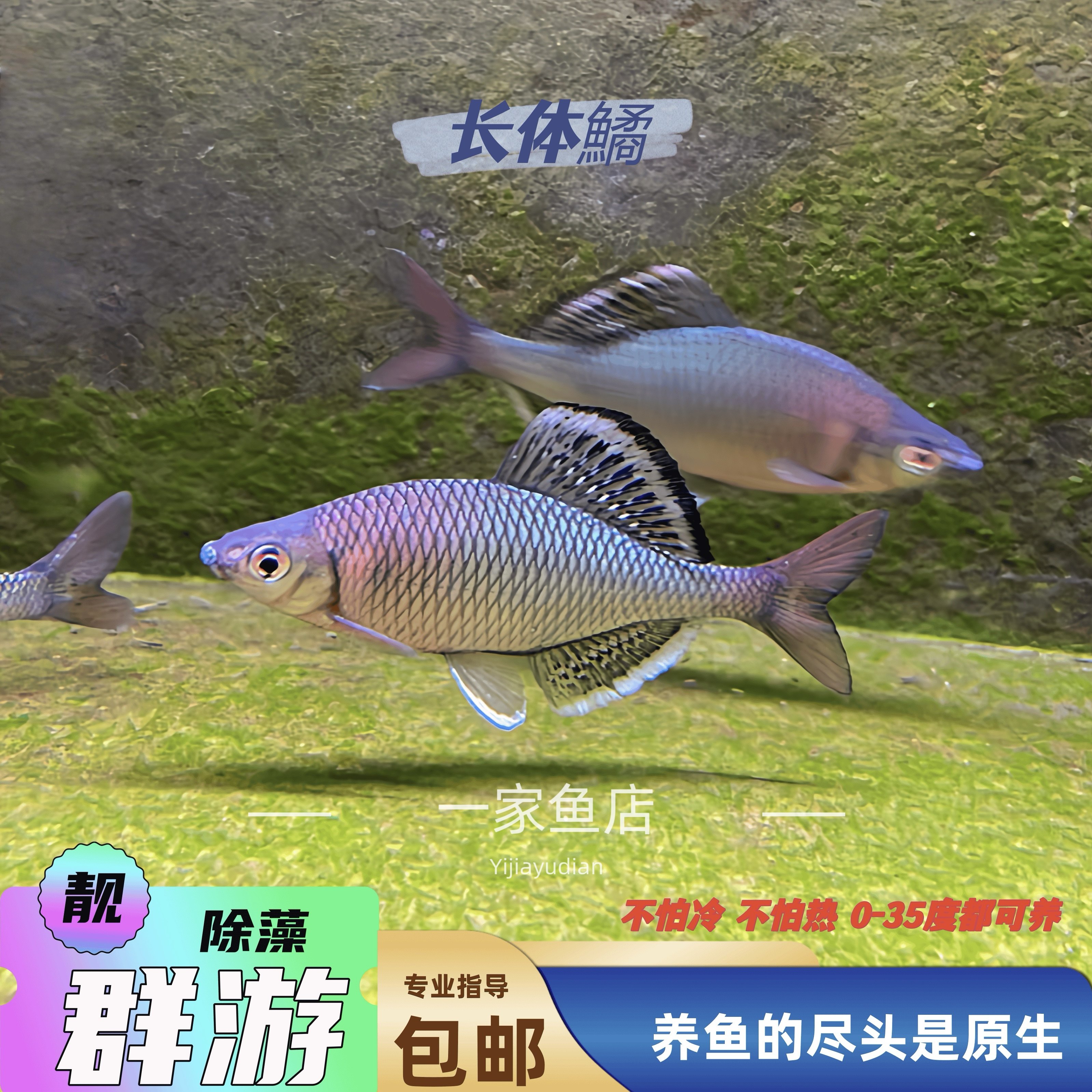 原生长体鱊蓝石台白边紫须鱊中华高体鳑鲏鱼彩石旁皮冷水淡水鱼苗