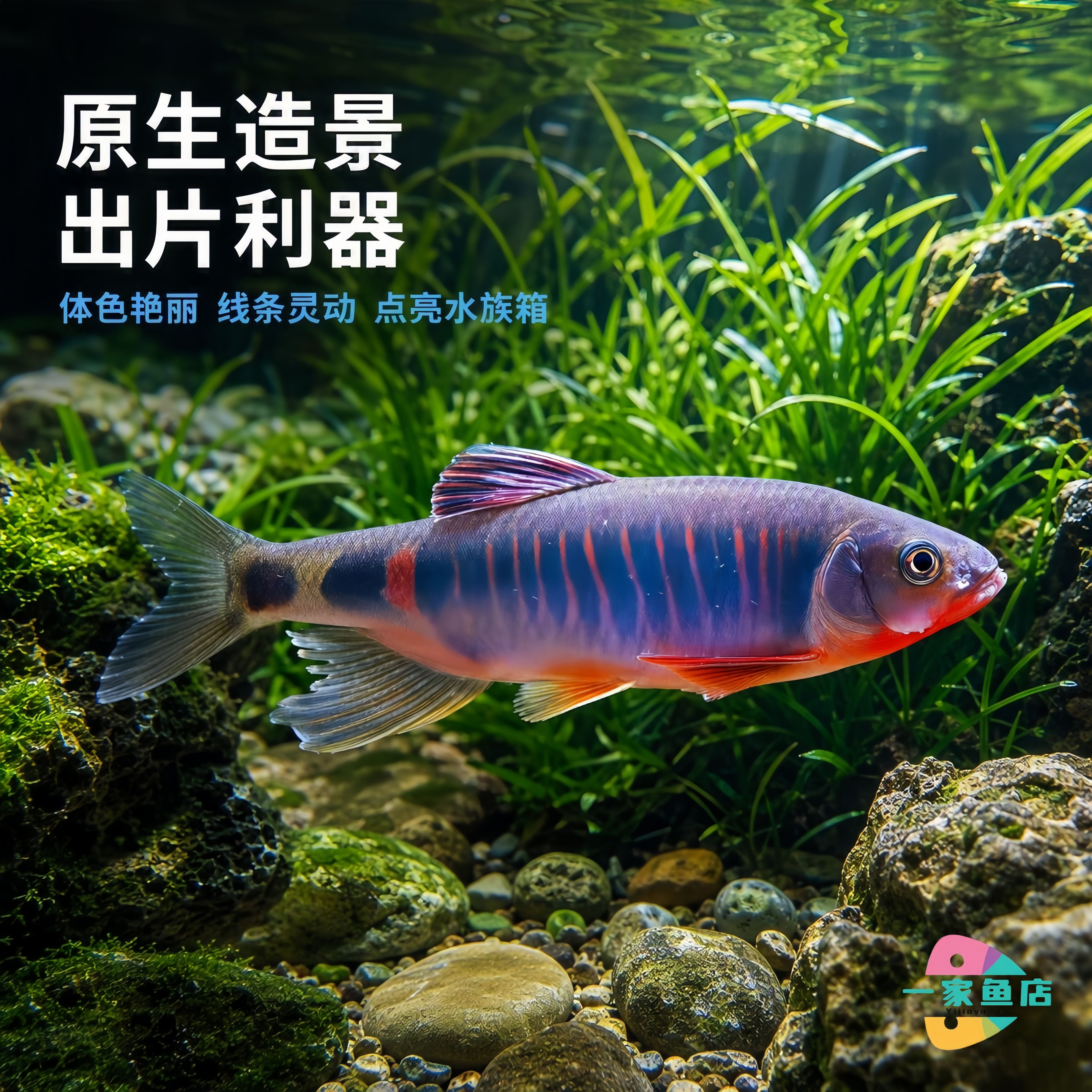 原生溪流类高屏鱲桃花鱼溪哥长鳍鱲宽鳍鱲观赏鱼好养冷水鱼淡水鱼