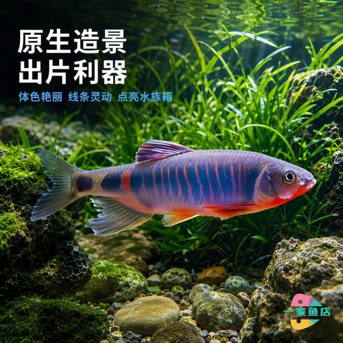 原生溪流类高屏鱲桃花鱼溪哥长鳍鱲宽鳍鱲观赏鱼好养冷水鱼淡水鱼
