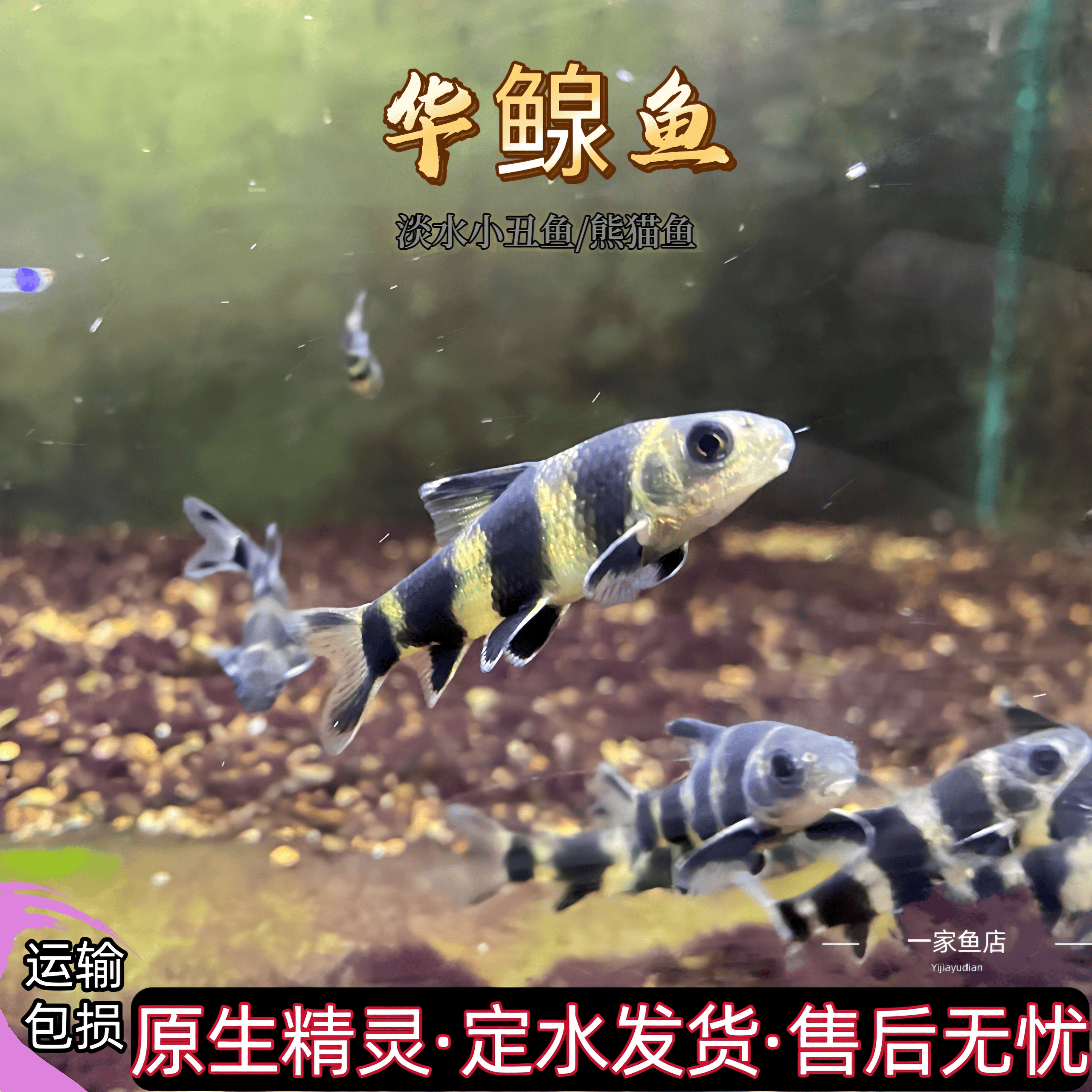 原生好养耐活华鳈小鳈黑鳍鳈淡水小丑鱼熊猫冷水淡水观赏工具鱼苗